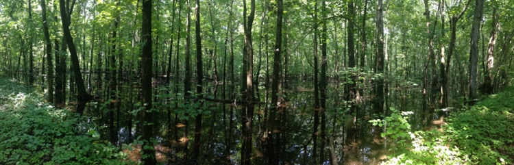 LaRue Swamp Nature Preserve